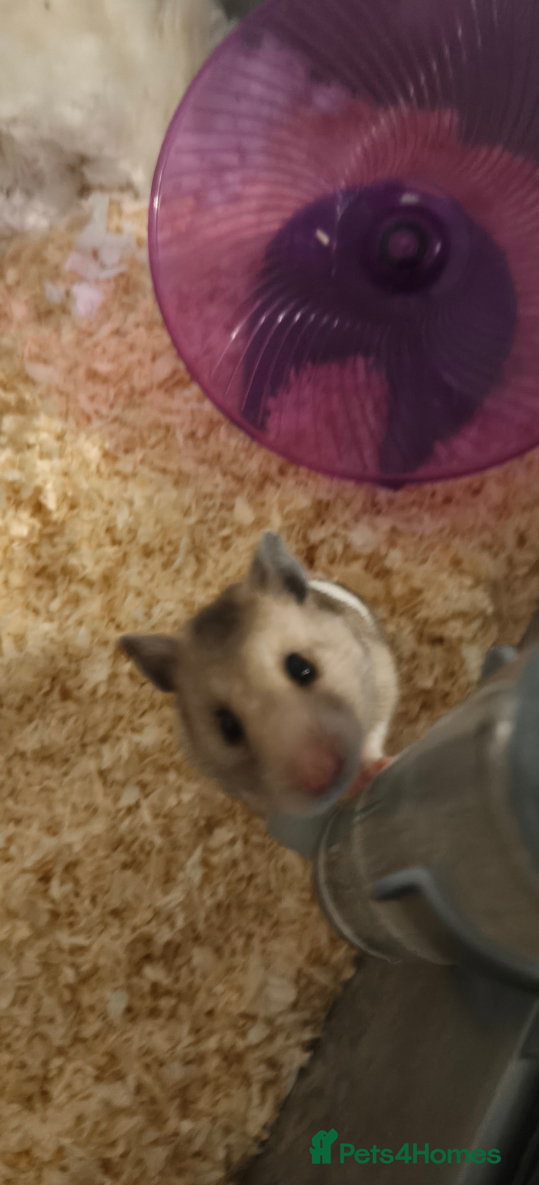 Hamster rodents Sirean hamster  in North Shields - Advert 1