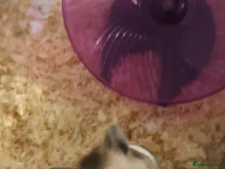 Hamster rodents Sirean hamster in North Shields - Advert 1