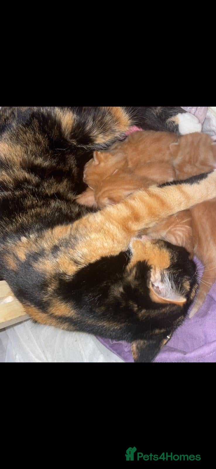 Mixed Breed cats Handsome Ginger & White male Kitten – 5 Months Old - Advert 2