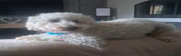 Cockapoo dogs for stud: Albie in Lincoln - Advert 2
