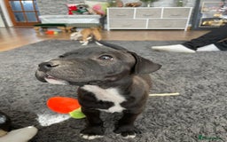 Mixed Breed dogs for sale: Terrier cross puppies for sale.  - Image 16