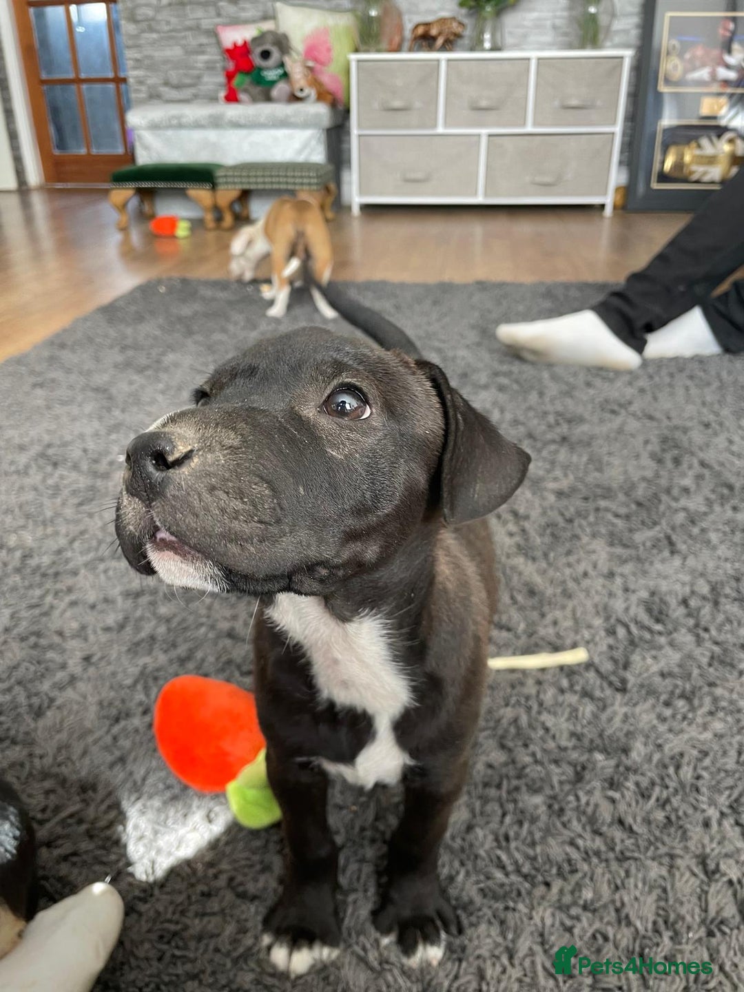 Mixed Breed dogs for sale: Terrier cross puppies for sale.  - Image 16
