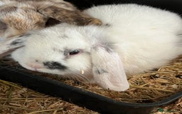 Mini Lop rabbits for sale: Mini Lop Baby Boys - Image 27