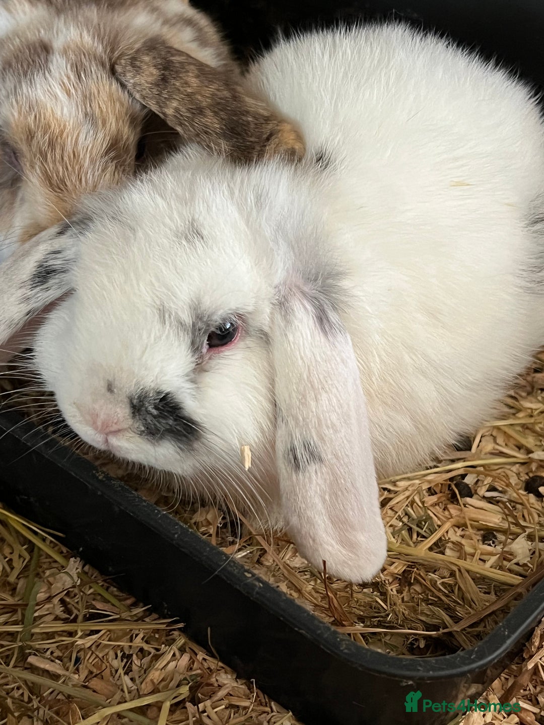 Mini Lop rabbits for sale: Mini Lop Baby Boys - Image 27