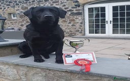 Labrador Retriever dogs for sale: Equal parts adventure and sofa buddies (Labradors) - Image 24