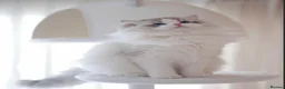 Ragdoll cats for sale: IMPORT FROM CHINA CHRISTIAN  - Advert 2