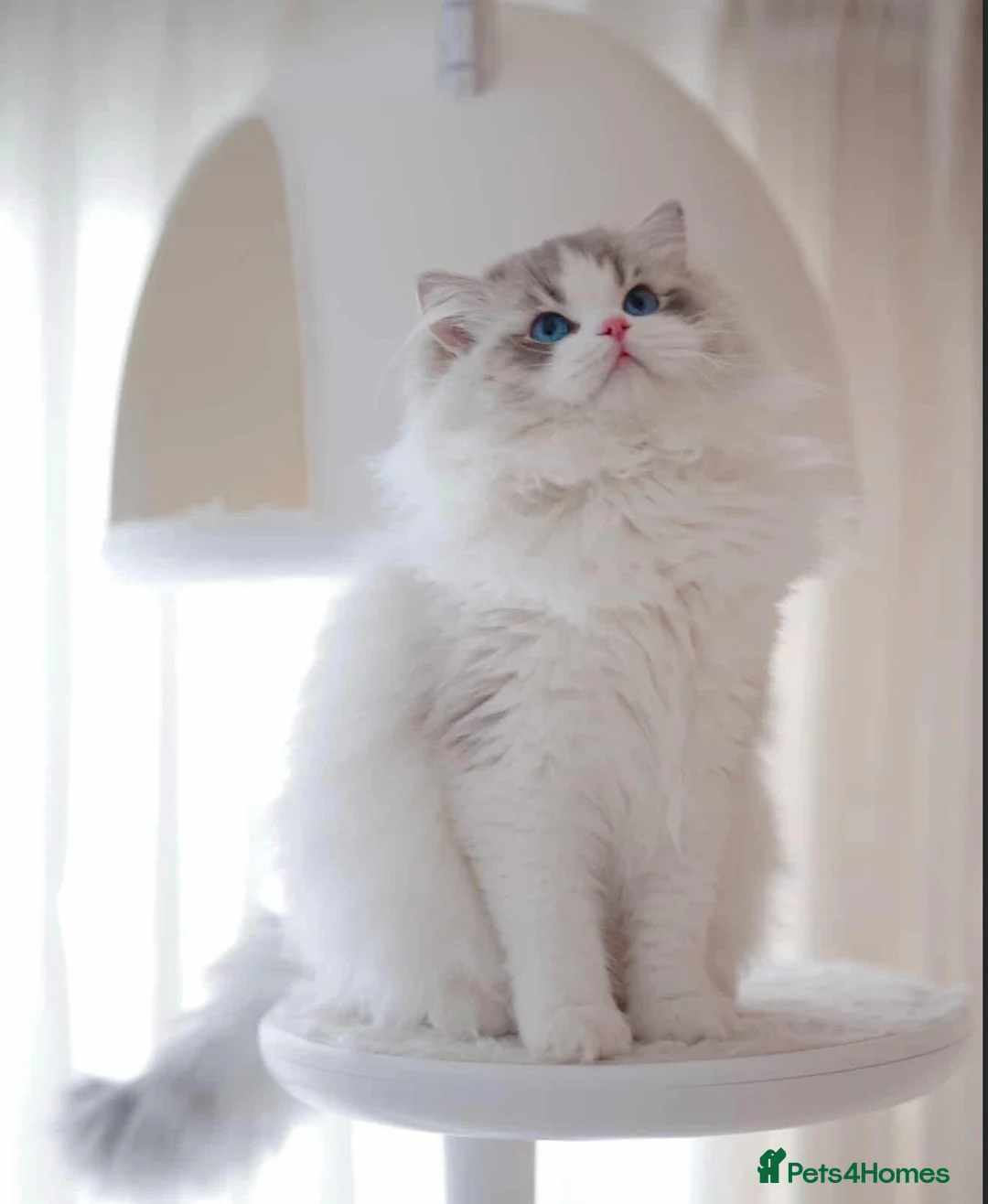 Ragdoll cats for sale: IMPORT FROM CHINA CHRISTIAN  - Advert 2