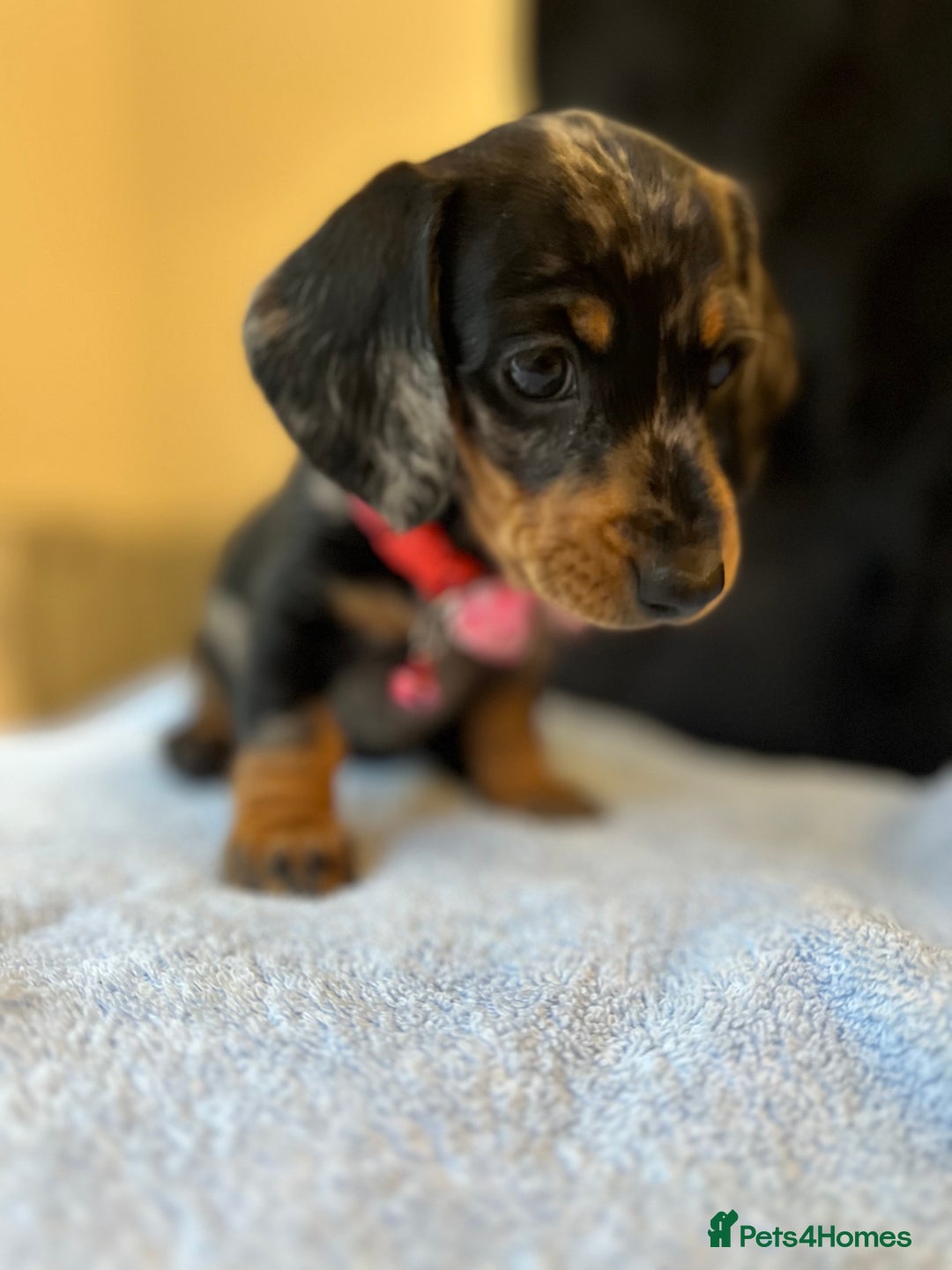 Dachshund dogs for sale: Beautiful silver dapple mini dachshund puppies! 🐾 - Image 3