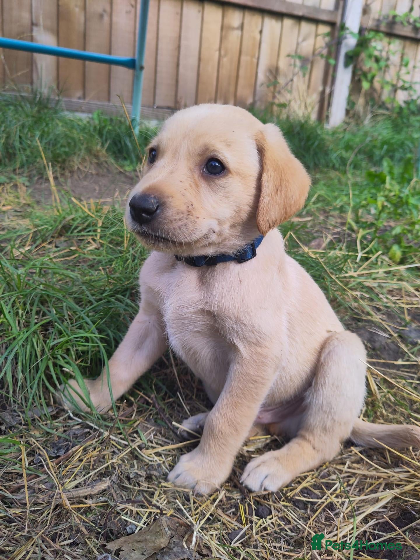 Labrador Retriever dogs 3 gorgeous Labrador boys - Advert 3