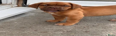 Dogue De Bordeaux 1