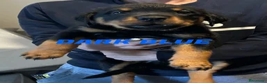 Rottweiler 2