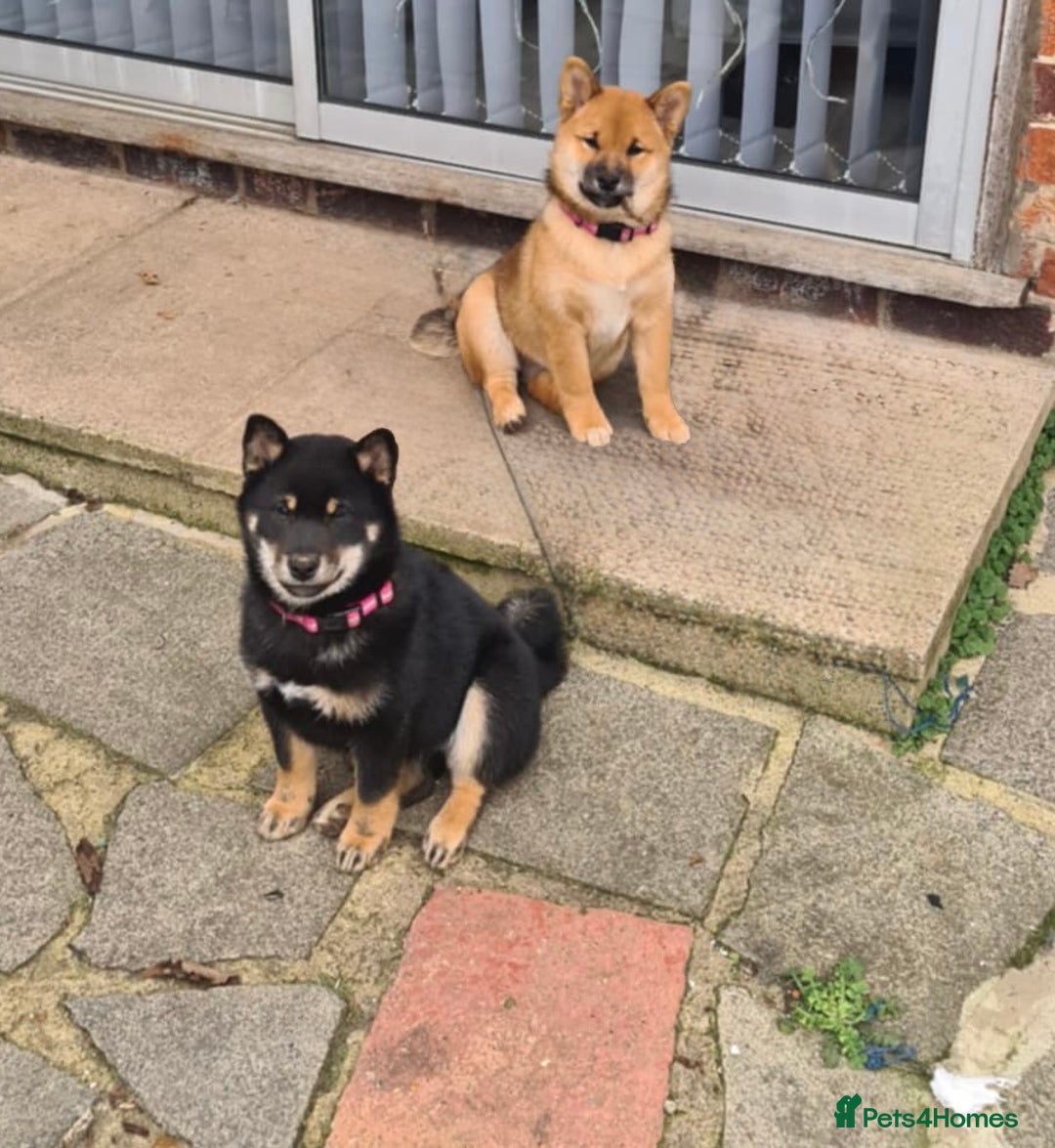Japanese Shiba Inu dogs for sale: Japanese Shiba Inu  - Advert 17