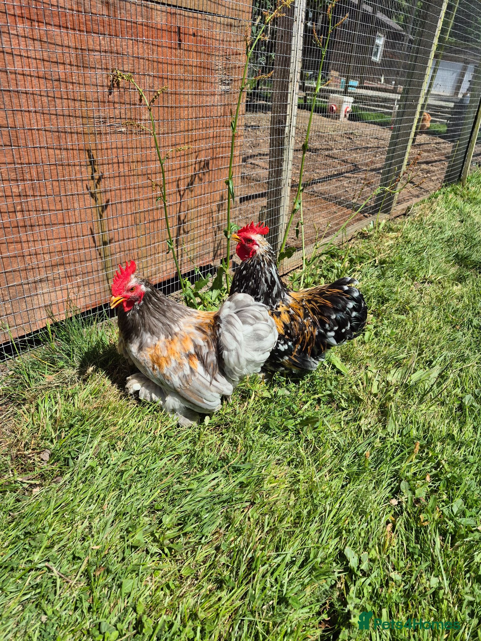 Chickens poultry Pekin bantam cockerels (various) - Advert 1