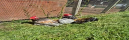 Chickens poultry for sale: Pekin bantam cockerels (various) - Advert 1