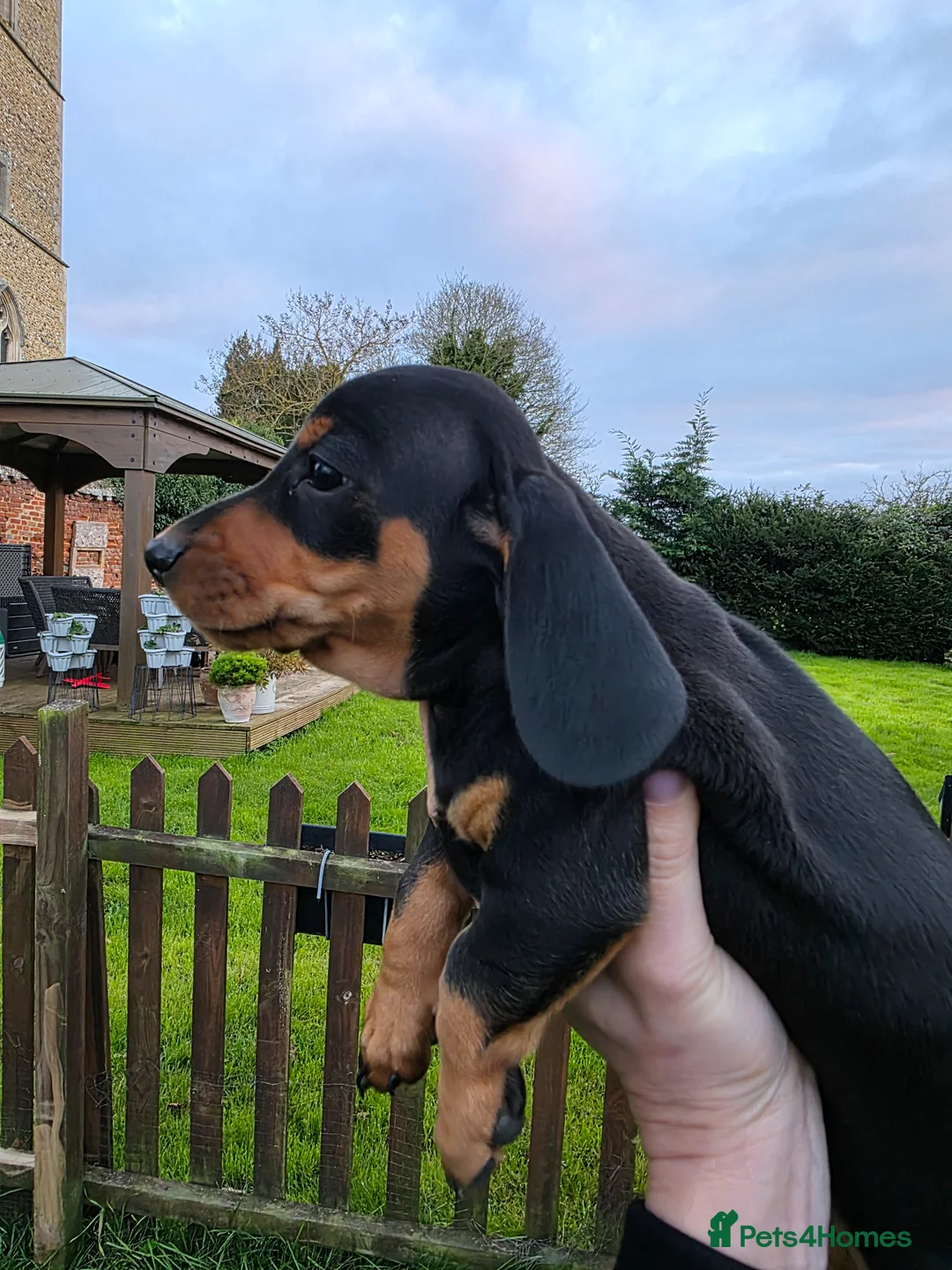 Dachshund dogs for sale: Standard KC Dachshunds  - Advert 1