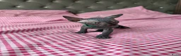 Sphynx cats for sale: 4 Sphynx Kittens - Advert 8