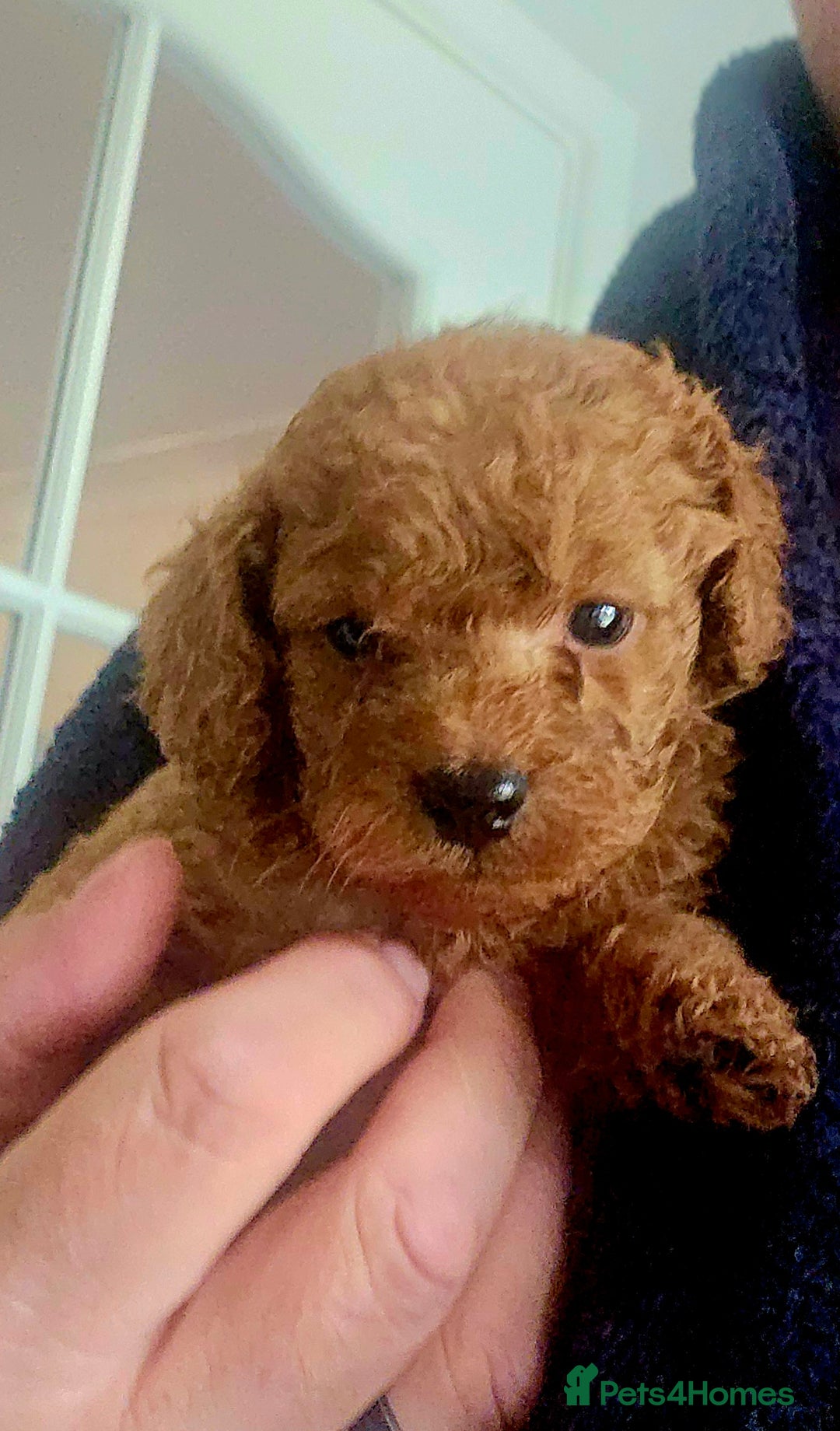 Cockapoo dogs for sale: Cockapoos F1b  - Image 2