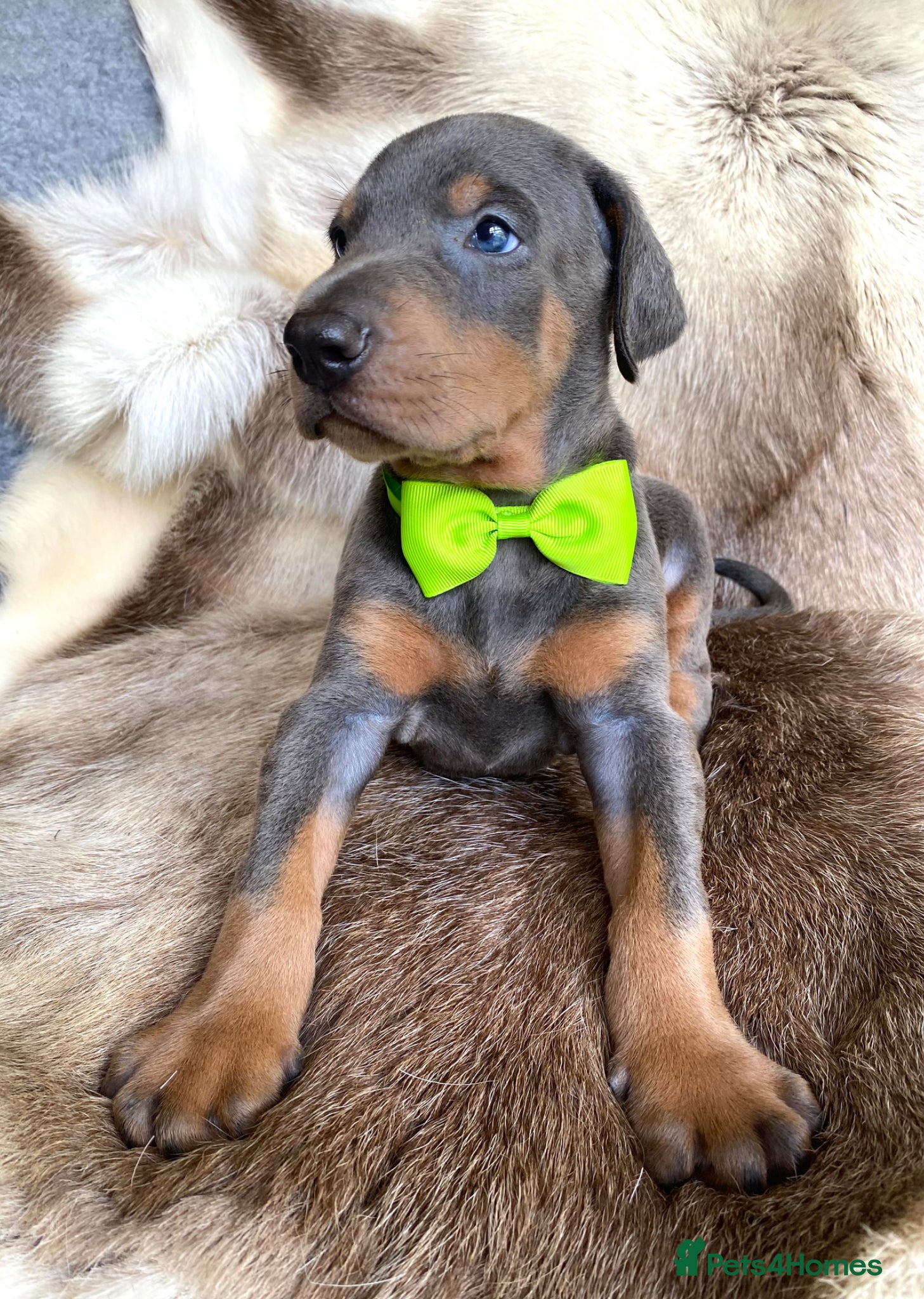 Dobermann dogs for sale: *KC REGISTERED* HEALTH TESTED DOBERMAN PUPPIES - Advert 34
