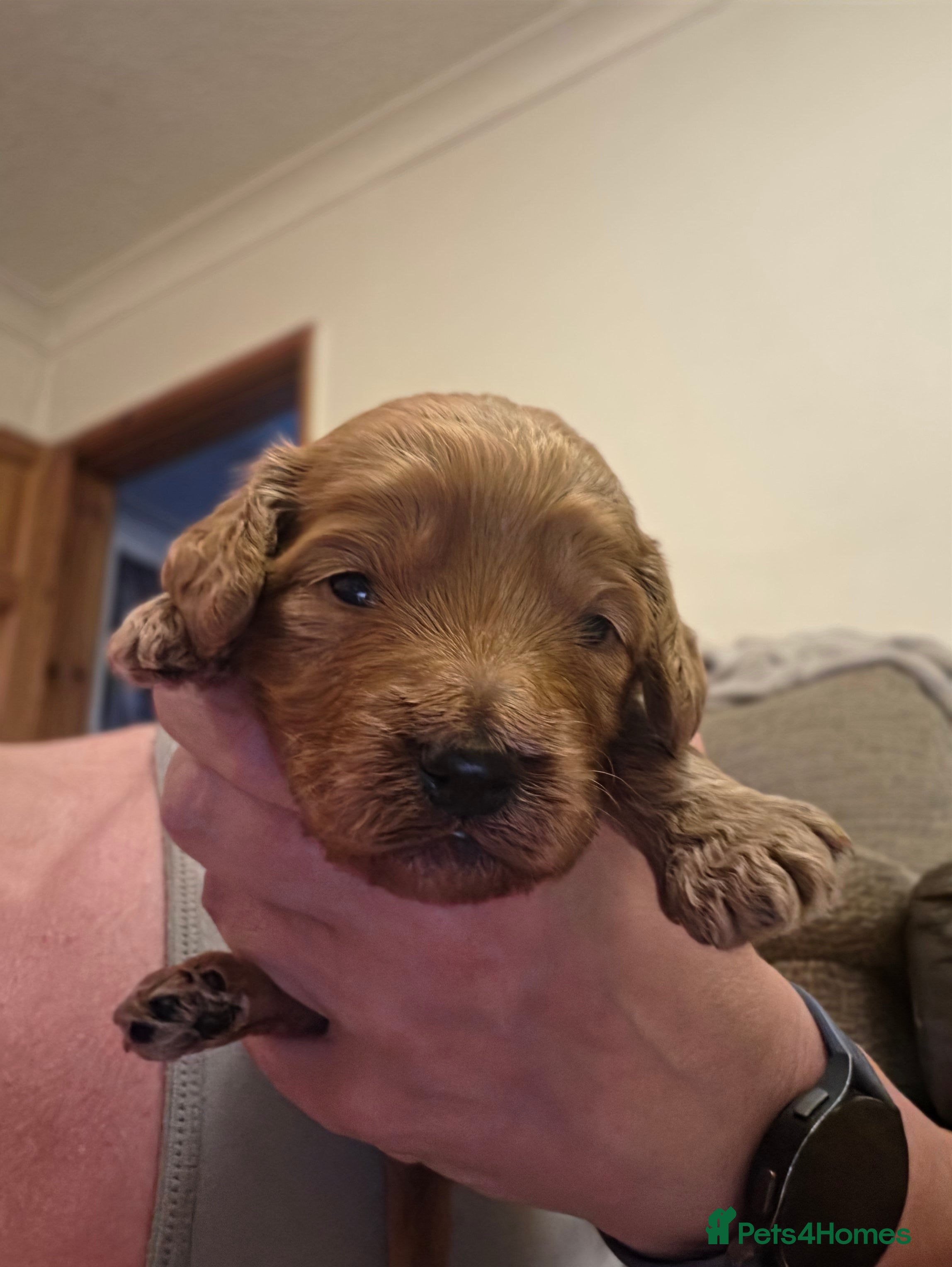 Cockapoo Puppy (blue)