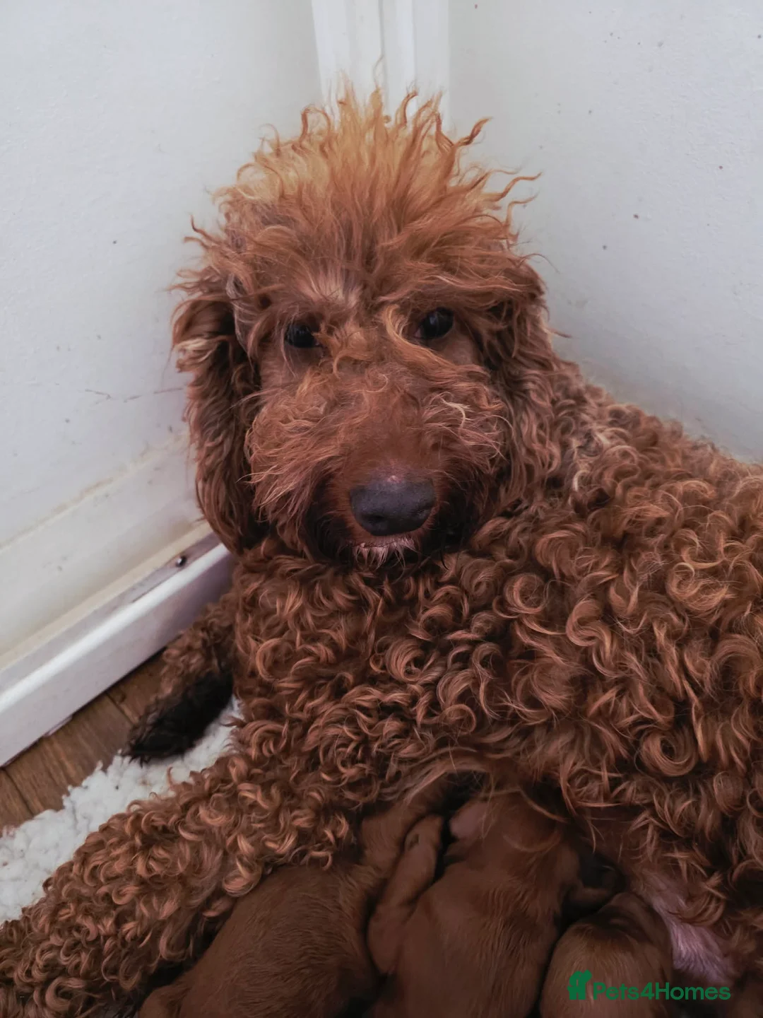 Irish Doodle dogs for sale: 👑Superb Rare Toy/Mini Deepest Red Irish Doodles👑 - Advert 2