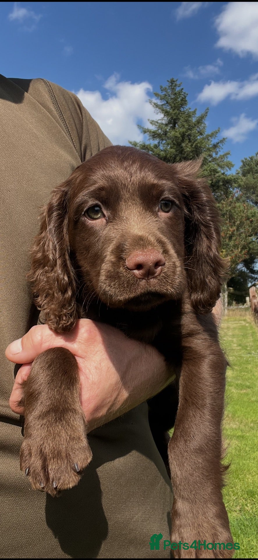 Cocker Spaniel dogs Chocolate working cocker spaniels  - Advert 1