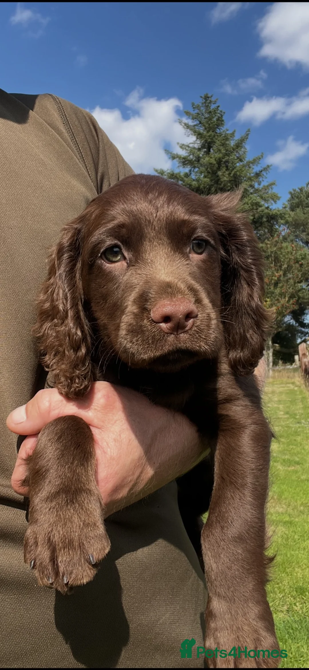 Cocker Spaniel dogs for sale: Chocolate working cocker spaniels  - Advert 1