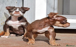 Olde English Bulldogge dogs for sale: 23 YEARS EXPERIENCE, 5⭐️RATED LICENSED.  - Image 10