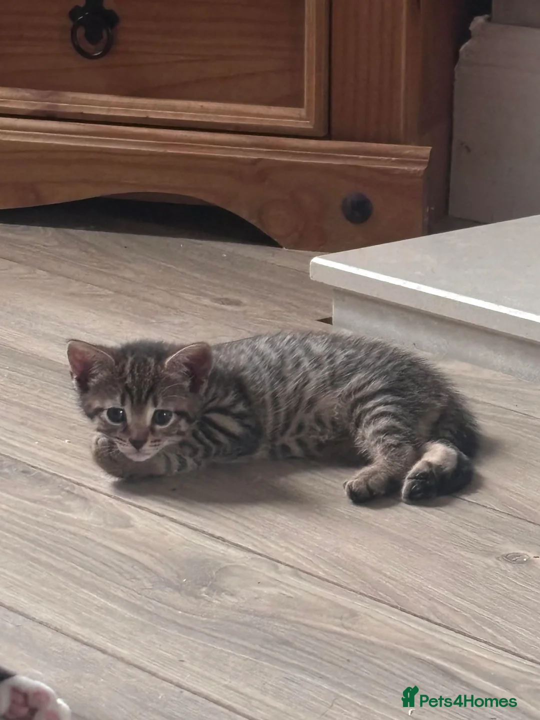 Mixed Breed cats for sale: Cute kittens  - Advert 9