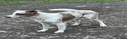 Border Collie dogs for sale: Rare coloured Border Collie Puppies for sale - Advert 3