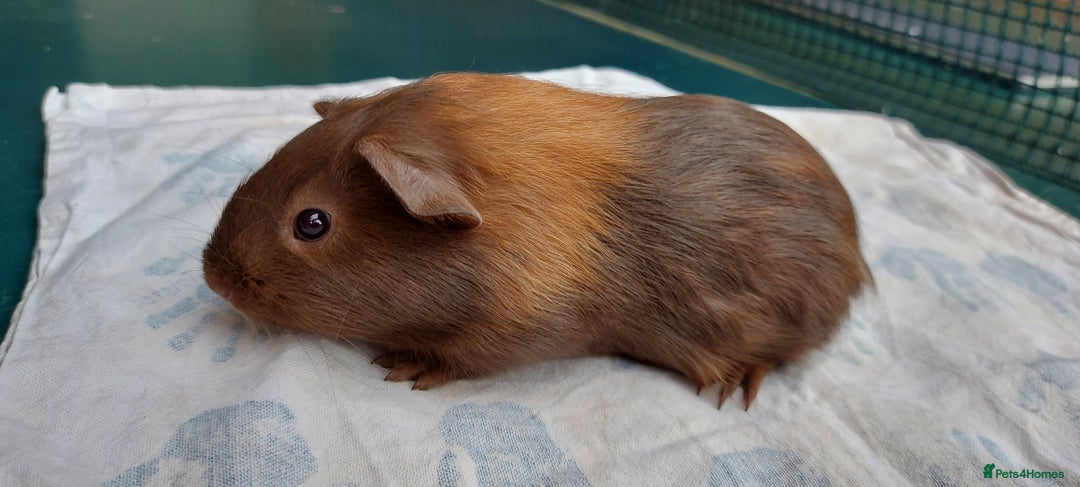 Guinea Pig rodents for sale: Beautiful baby Guinea Pigs - Image 6
