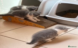 British Shorthair cats for sale: LAST 4 TICA CHAMPION BLOOD LINES BSH KITTENS - Image 1