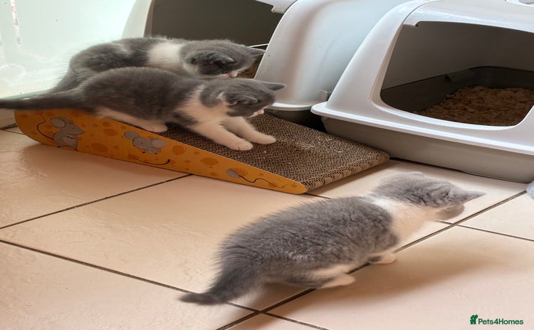 British Shorthair cats - Advert 7