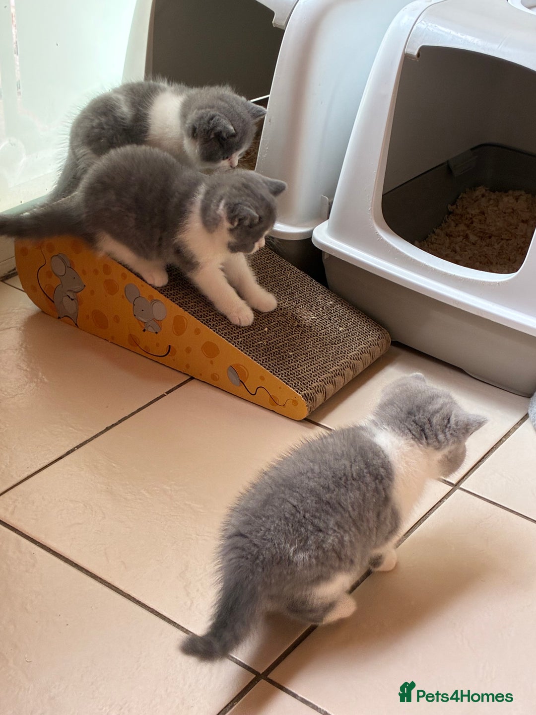 British Shorthair cats for sale: LAST 4 TICA CHAMPION BLOOD LINES BSH KITTENS - Image 1