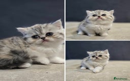 British Shorthair cats for sale: Kittens - Image 1