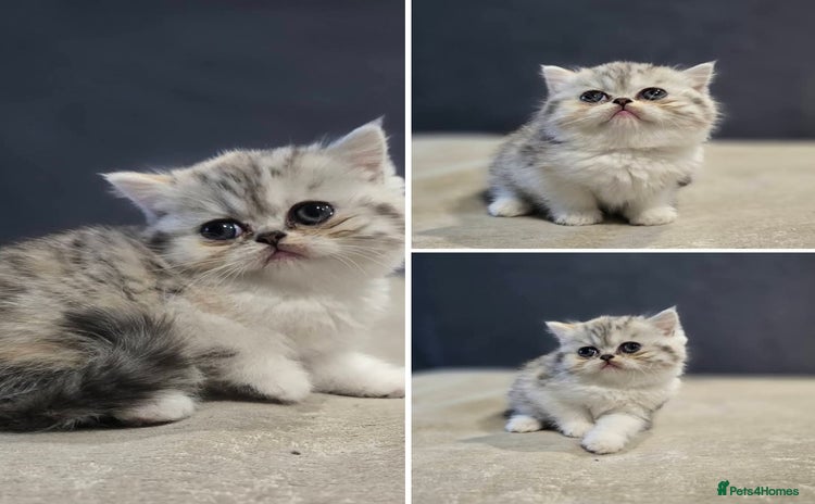 British Shorthair cats - Advert 1