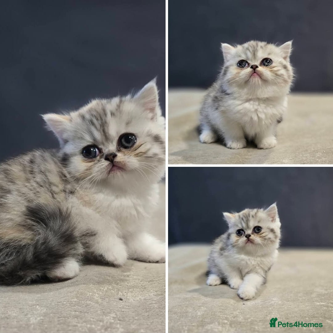 British Shorthair cats for sale: Kittens - Image 1