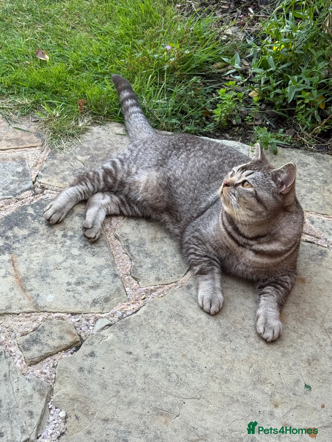 British Shorthair cats for sale: British short hair  - Advert 2