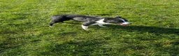 Border Collie dogs for sale: Ben lovely border collie dog - Advert 3