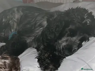 Cocker Spaniel dogs *FOR STUD ONLY* KC BLUE ROAN SHOW COCKER BOY in Wirral - Advert 5