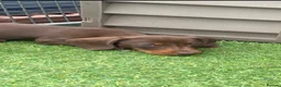 Miniature Dachshund dogs for sale: Mini dachshund puppies  - Advert 3