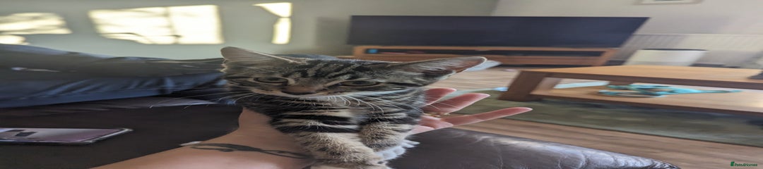 Domestic Shorthair Kitten 3