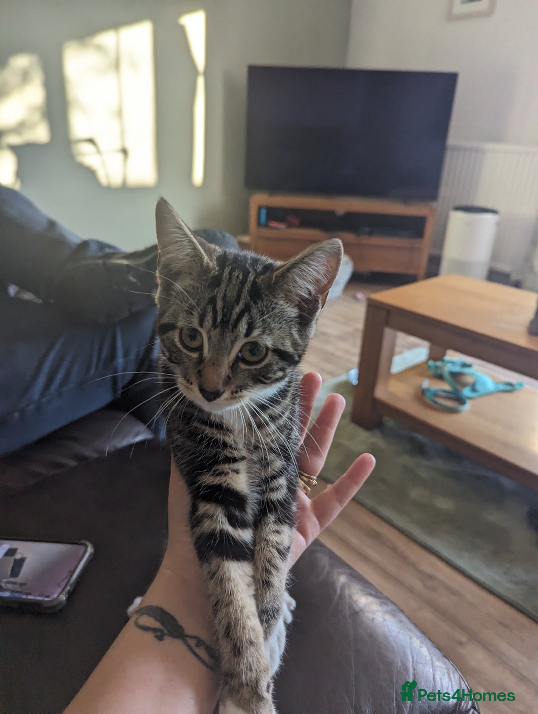 Domestic Shorthair cats for sale: Kittens for rehoming  - Image 6