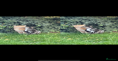 Mixed Breed cats - Advert 1