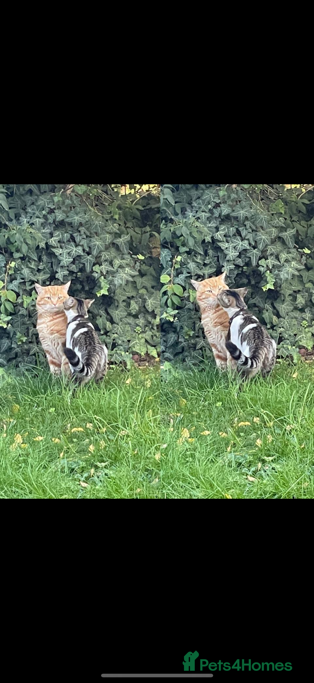 Mixed Breed cats for sale: ONLY ONE LITTLE BOY KITTEN LEFT - Advert 2