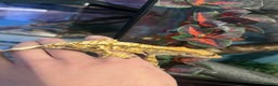 Gecko reptiles for sale: Crested geckos for sale  - Advert 3