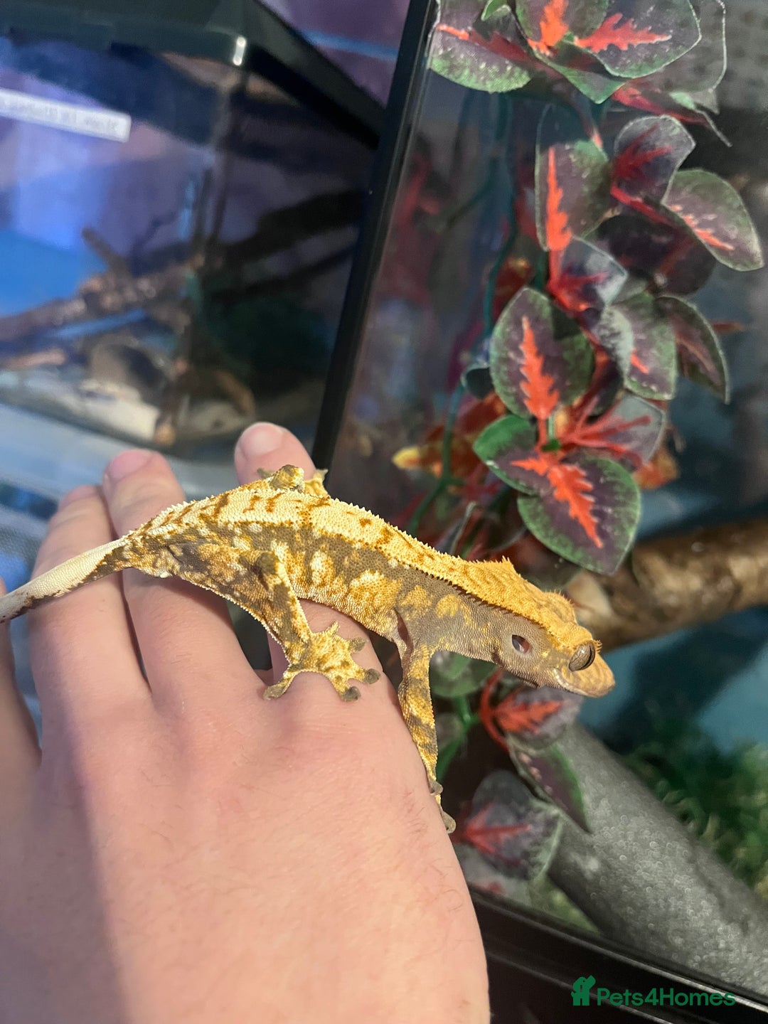 Gecko reptiles for sale: Crested geckos for sale  - Image 3