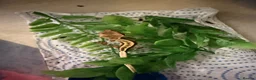 Gecko reptiles for sale: 7 crested geckos baby’s  in Birkenhead - Advert 7