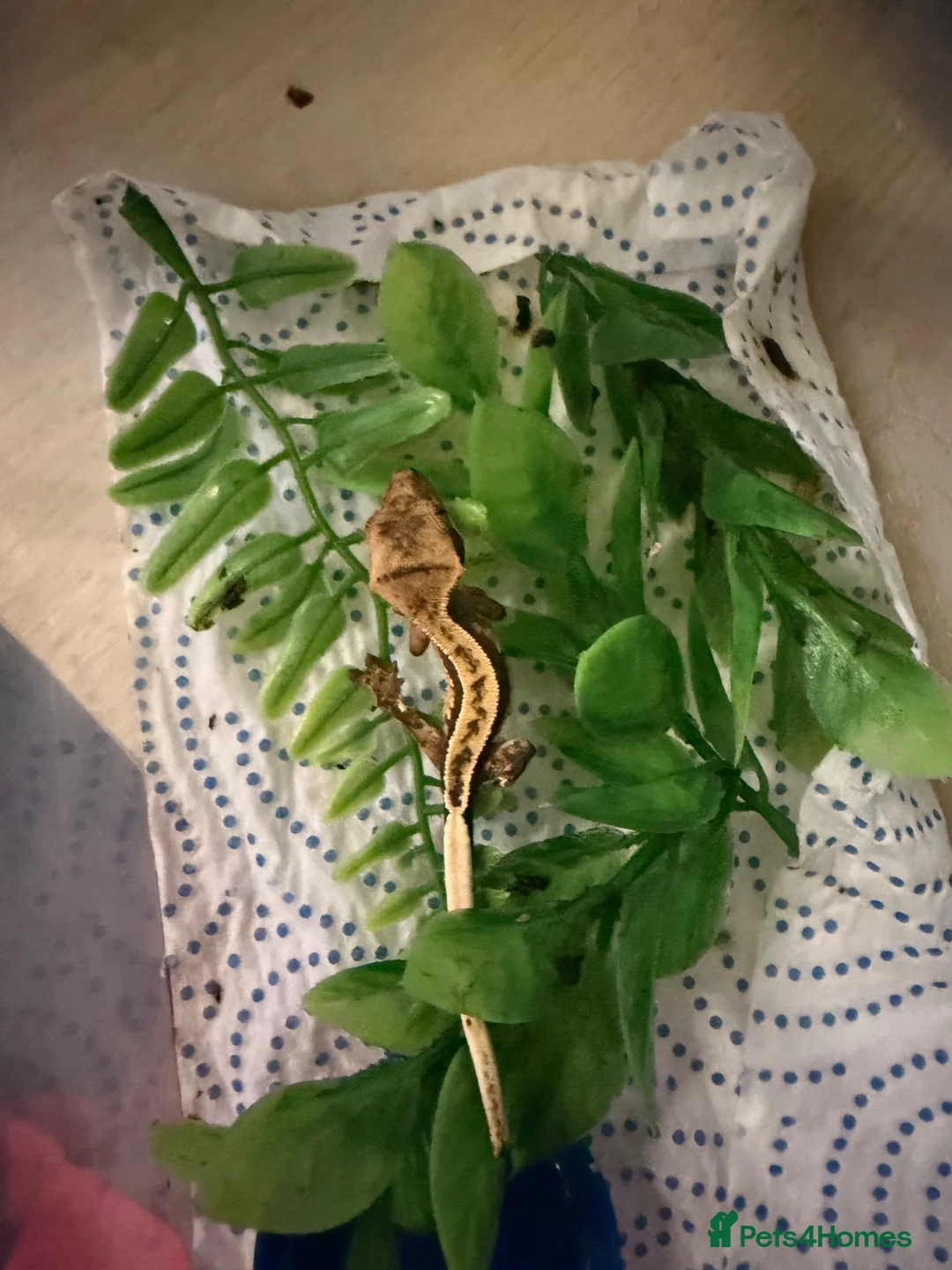 Gecko reptiles for sale: 7 crested geckos baby’s  in Birkenhead - Advert 7