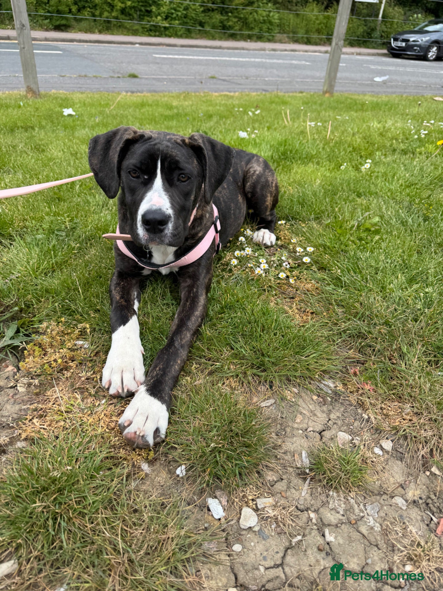 Mixed Breed dogs 7 months old puppy looking for her forever home  - Advert 1