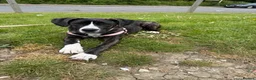 Mixed Breed dogs for sale: 7 months old puppy looking for her forever home  - Advert 1